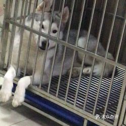 電話,地址,價格,營業(yè)時間 上海寵物