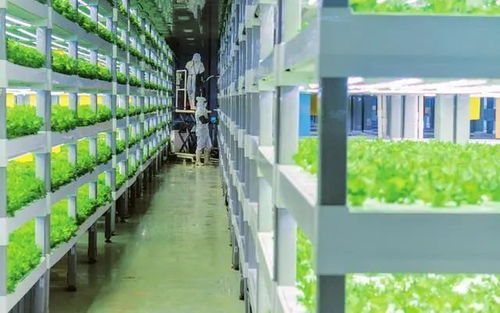 中科三安、京東等國內20家植物工廠大盤點 生物飼料研發新趨勢